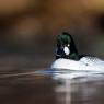 Quattrocchi - Goldeneye (Bucephala clangula)