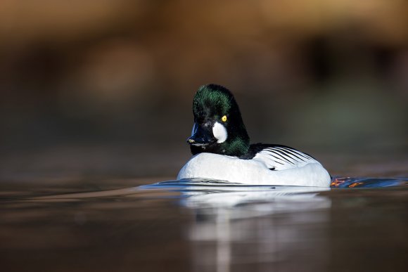 Quattrocchi - Goldeneye (Bucephala clangula)