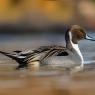 Codone - Northern pintail (Anas acuta)