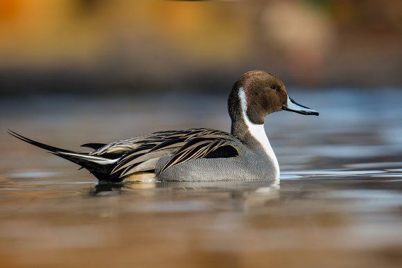 Codone - Northern pintail (Anas acuta)