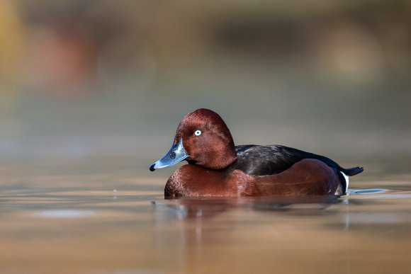 Moretta tabaccata -Fferruginous pochard (Aythya nyroca)