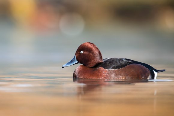 Moretta tabaccata -Fferruginous pochard (Aythya nyroca)