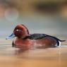 Moretta tabaccata -Fferruginous pochard (Aythya nyroca)