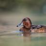 Moretta tabaccata -Fferruginous pochard (Aythya nyroca)