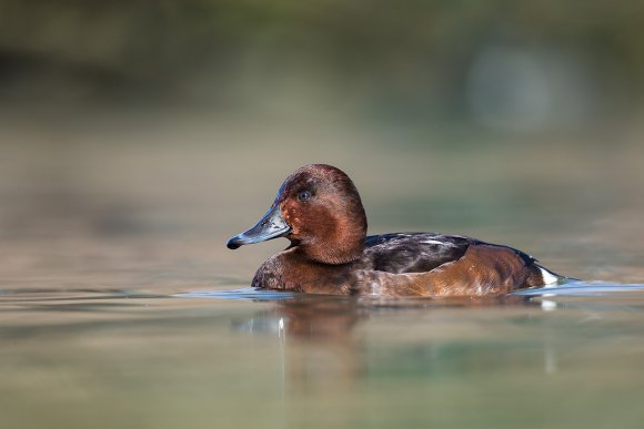 Moretta tabaccata -Fferruginous pochard (Aythya nyroca)