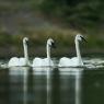 Cigno trombettiere - Trumpeter Swan (Cygnus buccinator)