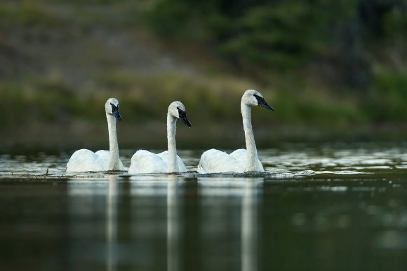 Cigno trombettiere - Trumpeter Swan (Cygnus buccinator)