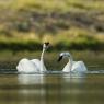 Cigno trombettiere - Trumpeter Swan (Cygnus buccinator)