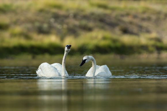 Cigno trombettiere - Trumpeter Swan (Cygnus buccinator)