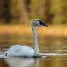 Cigno trombettiere - Trumpeter Swan (Cygnus buccinator)