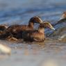 Edredone - Common Eider (Somateria mollissima)