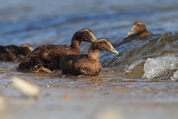 Edredone - Common Eider (Somateria mollissima)