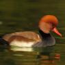 Fistione turco - Red crested pochard (Netta rufina)