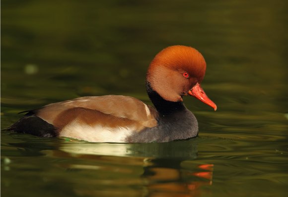 Fistione turco - Red crested pochard (Netta rufina)