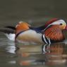 Anatra mandarina - Mandarin duck (Aix galericulata)