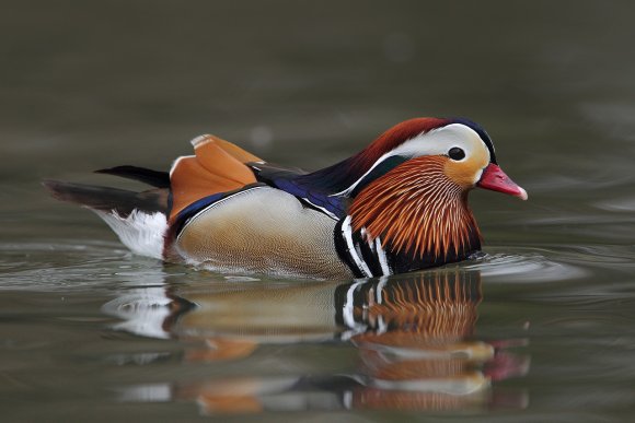 Anatra mandarina - Mandarin duck (Aix galericulata)