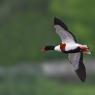 Volpoca - Common shelduck (Tadorna tadorna)