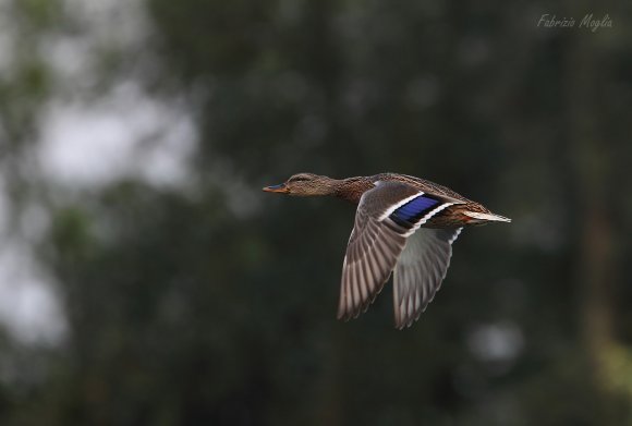 Germano reale - Wild duck (Anas platyrhynchos)