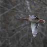 Germano reale - Wild duck (Anas platyrhynchos)