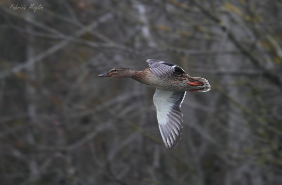 Germano reale - Wild duck (Anas platyrhynchos)