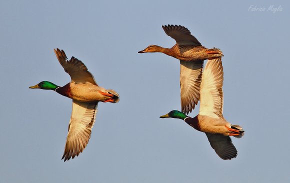 Germano reale - Wild duck (Anas platyrhynchos)