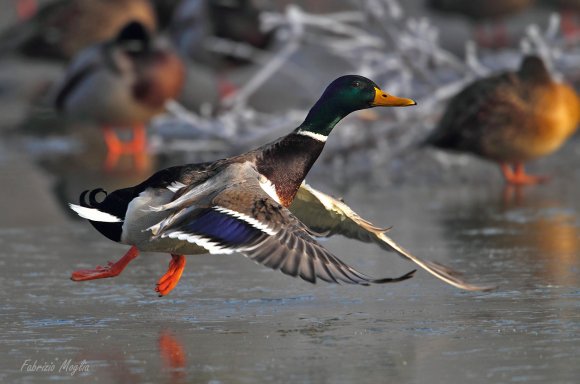 Germano reale - Wild duck (Anas platyrhynchos)