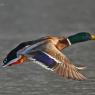 Germano reale - Wild duck (Anas platyrhynchos)