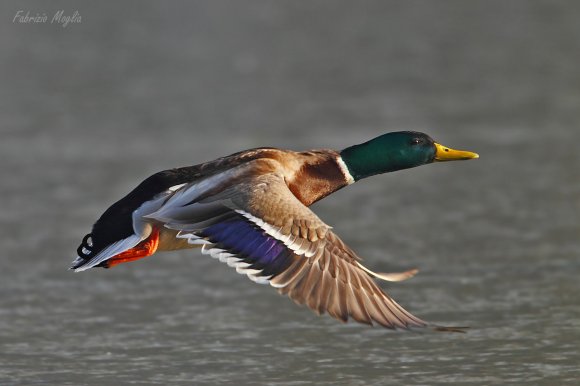 Germano reale - Wild duck (Anas platyrhynchos)