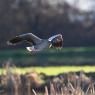 Oca selvatica - Greylag goose (Anser anser)