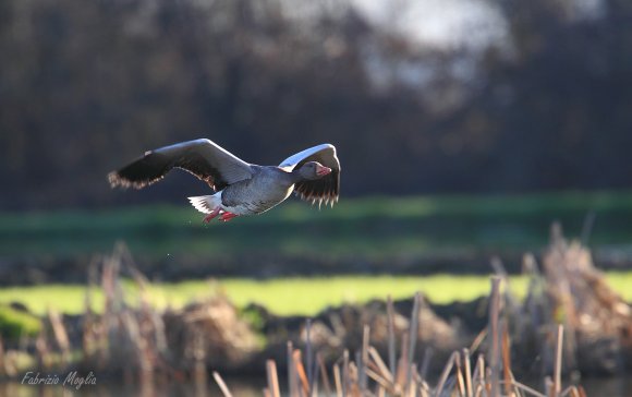 Oca selvatica - Greylag goose (Anser anser)