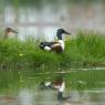 Mestolone -  Northern shoveler (Anas clypeata)