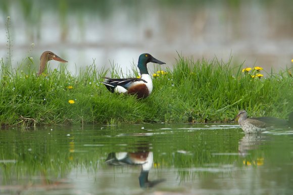 Mestolone -  Northern shoveler (Anas clypeata)