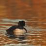 Moretta - Tufted duck (Aythya fuligula)