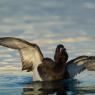 Moretta - Tufted duck (Aythya fuligula)