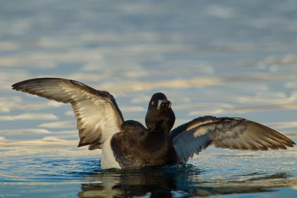 Moretta - Tufted duck (Aythya fuligula)