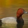 Moriglione - Common pochard (Aythya ferina) 