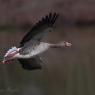 Oca selvatica - Greylag goose (Anser anser)
