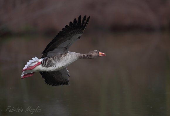 Oca selvatica - Greylag goose (Anser anser)