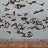 Oca lombardella - Greater white fronted goose (Anser albifrons)