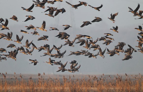 Oca lombardella - Greater white fronted goose (Anser albifrons)