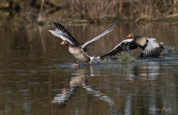 Oca selvatica - Greylag goose (Anser anser)