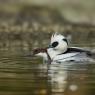 Pesciaiola - Smew (Mergellus albellus)