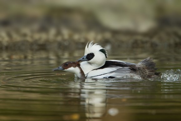 Pesciaiola - Smew (Mergellus albellus)