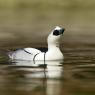 Pesciaiola - Smew (Mergellus albellus)