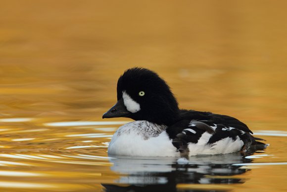 Quatrocchi - Common goldeneye (Bucephala clangula)