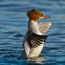 Smergo - Common merganser  (Mergus merganser)