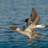 Smergo - Common merganser  (Mergus merganser)