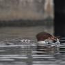 Smergo - Common merganser  (Mergus merganser)