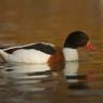 Volpoca - Common shelduck (Tadorna tadorna)