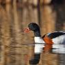 Volpoca - Common shelduck (Tadorna tadorna)